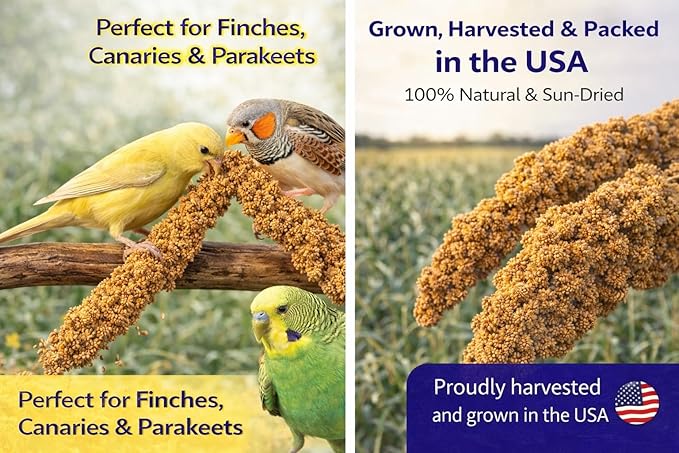 1lb Millet Tips & Tails for Birds - Parakeets, Cockatiels, Lovebirds, Finches, Budgies, Canaries, Cockatoos - Natural & Healthy Millet for Birds - Parakeet Food & Treats for All Parrots (2 Pack)