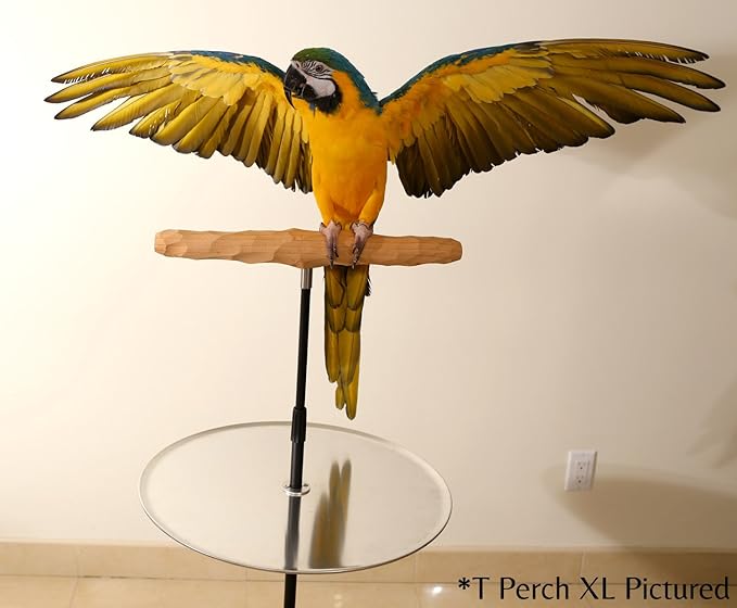 Parrot Training Perch Stand with Potty Tray (T Perch, Medium)