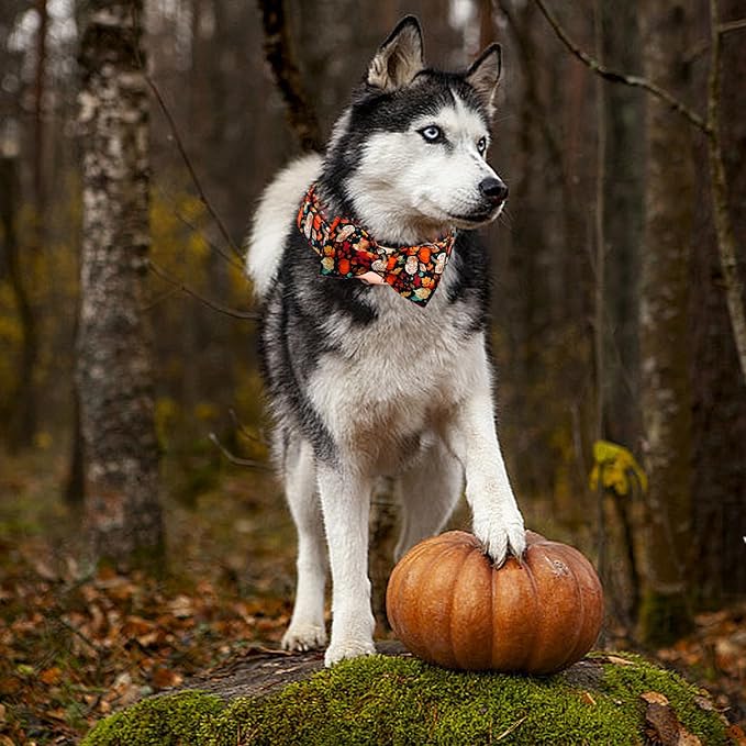 Fall Dog Collar, Leaf Pumpkin Print Adjustable Pet Collar Cute Cotton Soft Collars with Bow Tie Metal Buckle Holiday Puppy Collars Boy&Girl Gift for Small Dogs