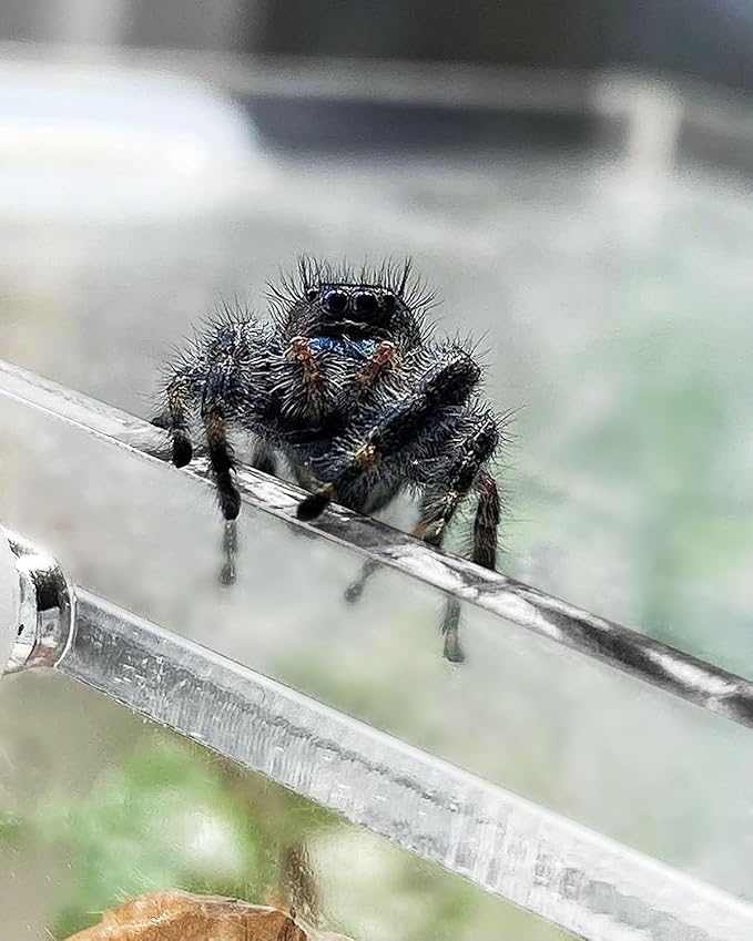 Jumping Spider Enclosure, Tarantula-Enclosure Large Acrylic Terrarium, Reptile Enclosure Jumping Spider Accessories with Magnet Front Opening Door, Terrarium Kit(Large 12x6x6 Inch, Assemble)