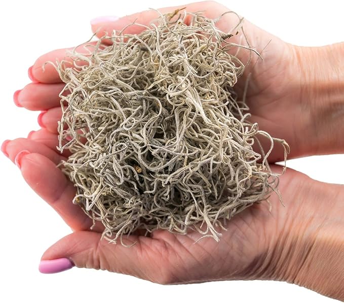 Premium Natural Spanish Moss | Natural Preserved - Great Ground Cover - Filler for Potted Plants - by GARDENERA - 3 Quart Bag