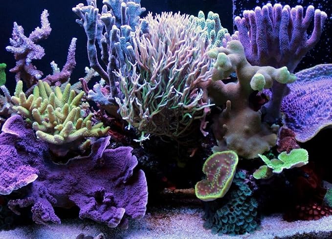 Aquatic Foods Inc. Freeze-Dried Cyclops/Copepods for Tropical Fish Fry and Babies, Nano & Micro Fish, Corals and Anemones…0.5oz Squeeze Bottle