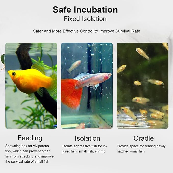 Acrylic Transparent Fish Tank, Breeding Isolation Box Aquarium Hatchery Incubator Holder with Screw Reinforcement, Convenient Use Comes with Isolation Board for Fish Breeding