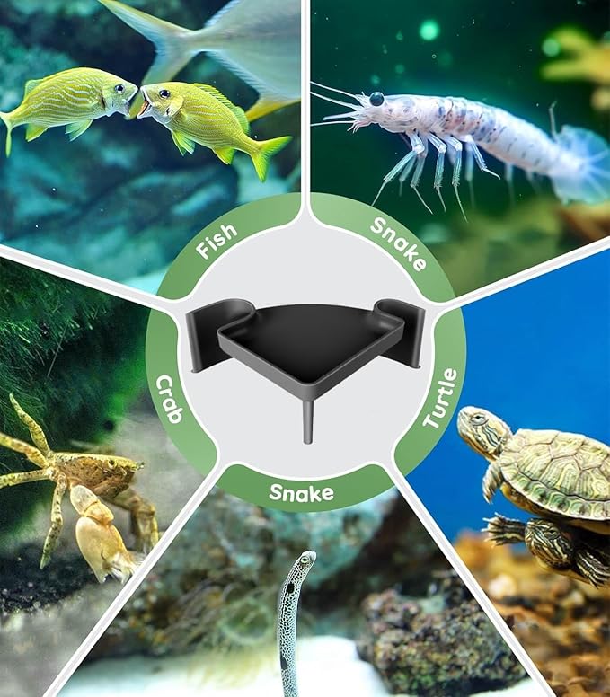 Aquarium Cave Hideout with Viewing Window – Corner Fish Tank Tunnel for Pleco, Cory Catfish, Kuhli Loach, Shrimp & Betta – 2 Hole Plastic Breeding Shelter for Bottom Dwellers (6"x6"x2.5")