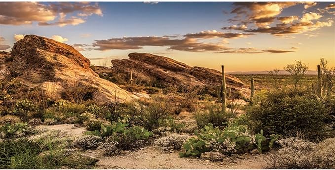 AWERT Reptile Habitat Background Blue Sky Oasis Cactus Sun and Desert Terrarium Background 30x18 inches Durable Polyester Background