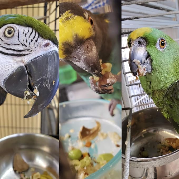 Bird Street Bistro Parrot Food - Parakeet & Cockatiel Food - Cooks in 3-15 min w/Natural & Organic Grains, Legumes, Non-GMO Fruits, Vegetables & Healthy Spices