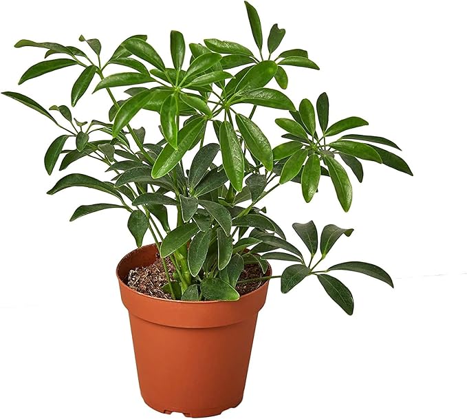 Gardenera Umbrella Plant Premium Potting Mix - Nourish Your Plants with Nature's Finest Ingredients - 1 Quart