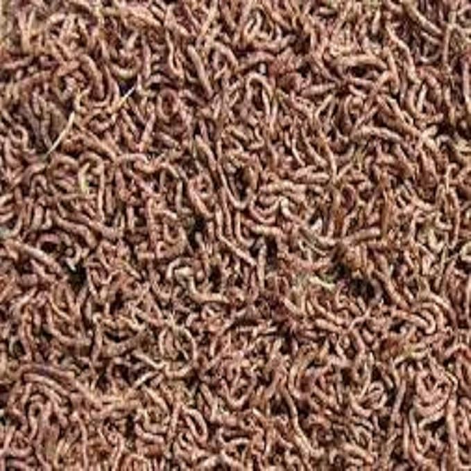 Aquatic Foods Inc. Freeze Dried Bloodworms, Fresh Grade A Floating Bloodworms for All Tropical Fish, Bettas, Discus, Cichlids, Turtles, Carnivore Carnivorous Plants - 5oz Bag