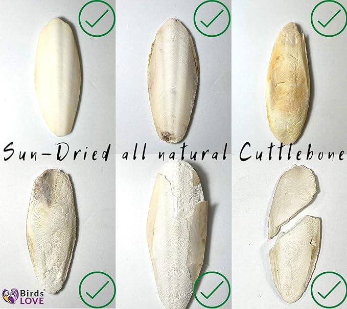 Birds LOVE Natural Cuttlebone for Birds & Reptiles – 100% Pure Sun-Dried Calcium Supplement – Supports Beak, Bone & Shell Strength – Safe Daily Use - 2 Pack with Holder, Size 3.5 to 4"