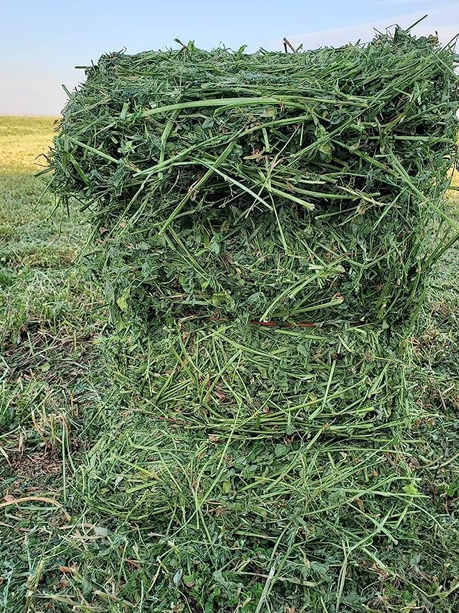 Bunny Honey Organic Alfalfa Hay for Tortoise 12 lb Dim wt/5 lb High-Protein & Calcium, Supports Growth & Dental Health, Fresh & Nutritious