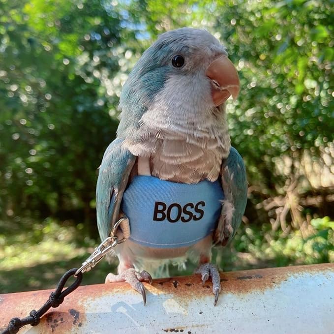 Bird Flight Harness Vest, Parrot Flight Suit with Leash, Bird Flying Clothes with Rope and Handle for Outdoor Activities (XL)