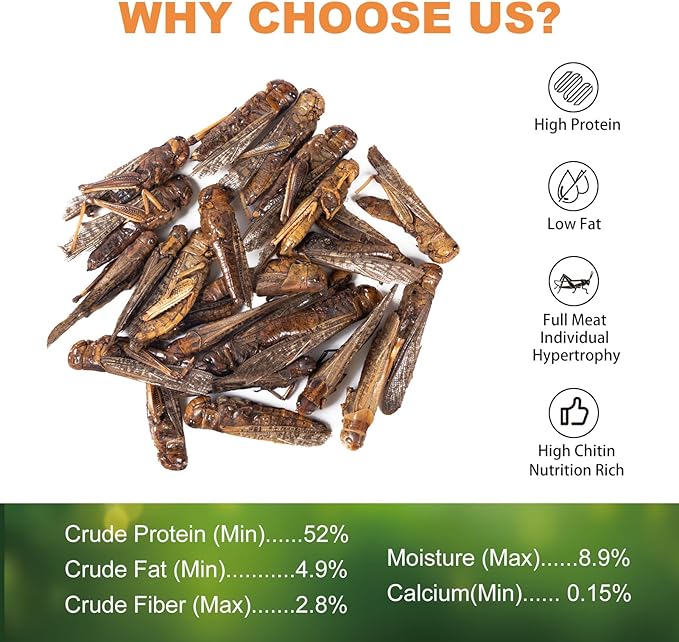 Dried Grasshoppers Reptile Food All Natural - High Protein Dried Insects Treats for Bearded Dragons Turtles Geckos Lizards Hedgehogs Chameleon Birds（3.5 OZ）