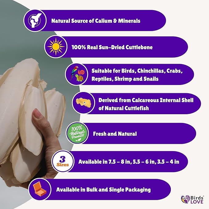 Birds LOVE Natural Cuttlebone for Birds & Reptiles – 100% Pure Sun-Dried Calcium Supplement – Supports Beak, Bone & Shell Strength – Safe Daily Use - 2 Pack with Holder, Size 5.5 to 6"