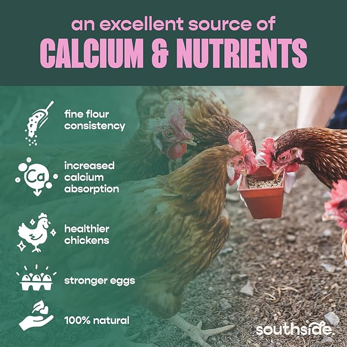 Southside Plants Oyster Shell Flour - High Calcium Supplement for Chickens, Amphibians, Reptiles, Mammals, Invertebrates & Birds - Harvest Delight Chicken Scratch | 1 lbs (1 lb)