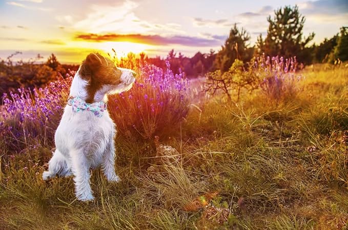 Lionheart glory Purple Dog Collar, Adjustable Dog Collar with Bowtie, Pet Gift Collar for Dog Soft Bowtie Dog Collars for X-Small Puppy