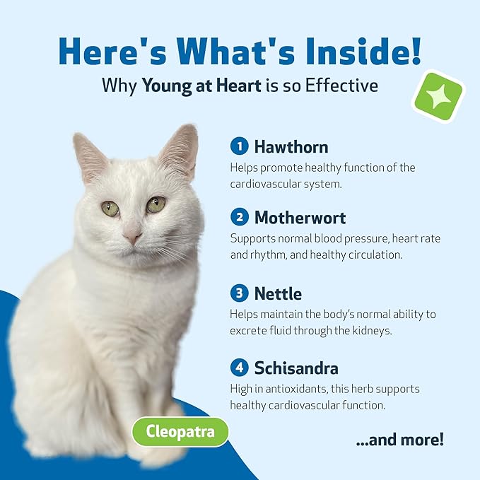 Pet Wellbeing Young at Heart for Cats - Heart Health, Circulatory & Cardiovascular System, Hawthorn, Motherwort, Schisandra - Veterinarian-Formulated Herbal Supplement 2 fl oz (59 ml)