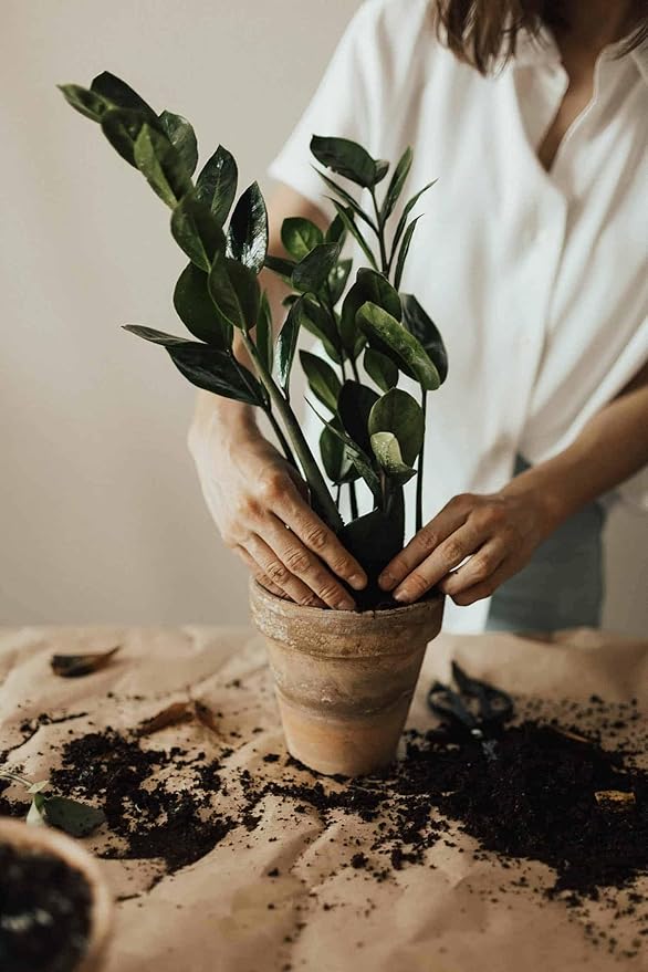 Gardenera Premium ZZ Plant Ultra-Performance Potting Mix - Proven Formula for Thriving Zamioculcas - Enhances Elegance and Vigorous Growth - 1 Quart