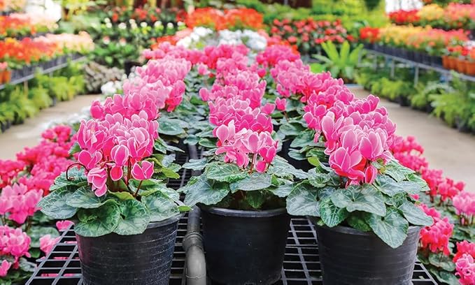 Gardenera Premium Cyclamen Potting Soil Mix - Perfect Balance of Nutrients, Drainage, and Aeration for Thriving Blooms - 1 Quart