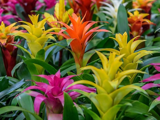 GARDENERA Bromeliad Soil - Ideal Blend for Thriving and Healthy Bromeliads - 3 QUARTS