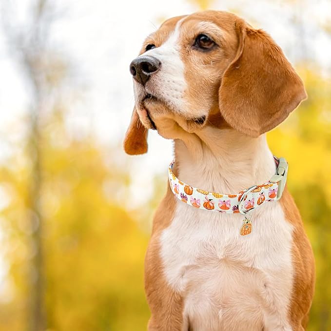 Faygarsle Fall Pumpkin Pattern Dog Collar with Charm, Adjustable Neckwear for Small Medium Large Dogs, Orange and Pink for Small Medium Large Dogs XS