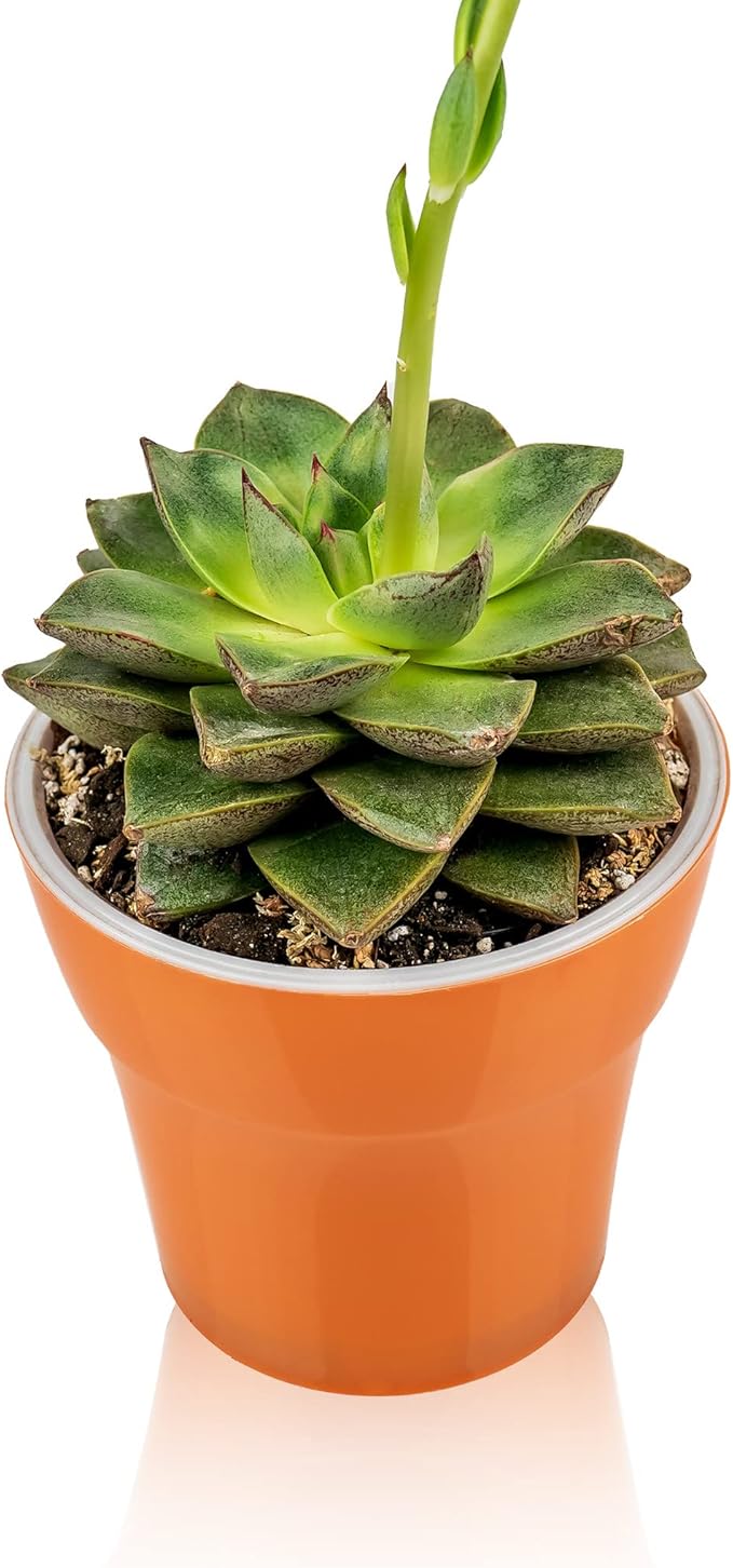 Gardenera Professional Succulent Soil Premium All Purpose Blend | Pre-Mixed Ready to Use for Cactus and Succulents | Sphagnum Peat Moss, Perlite, New Zealand Pine Bark - Made in USA - 5 Quart
