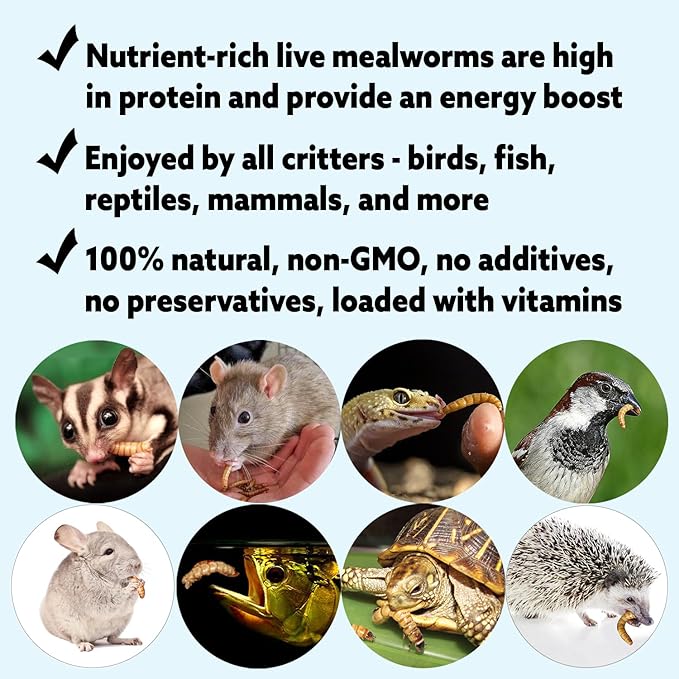 Exotic Nutrition Medium Live Mealworms (1/2") (1,000 Pack)