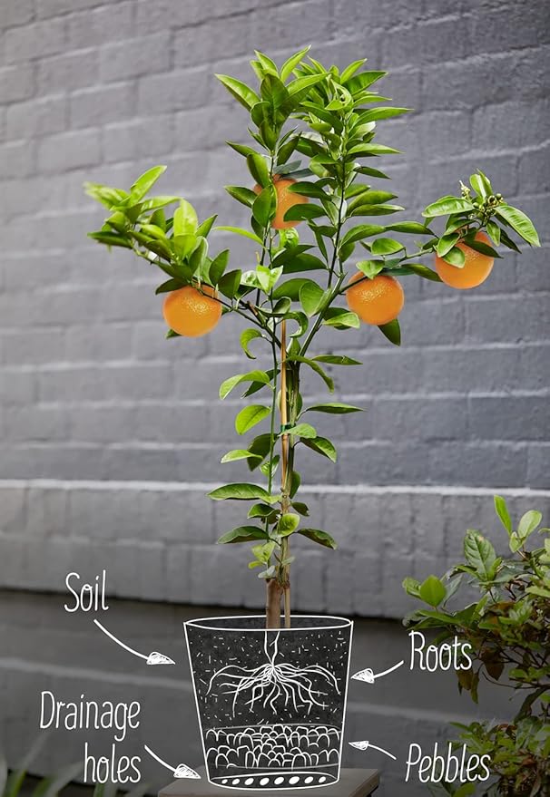 GARDENERA Citrus Tree Potting Soil Mix, Special Blend for Indoor Oranges, Lemons, Limes and More - (4 Quart Bag)