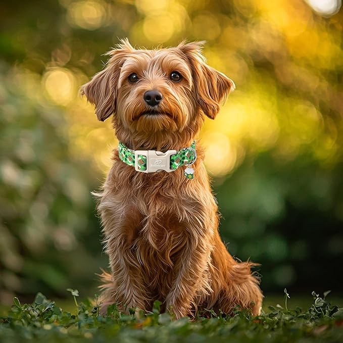 St Patricks Day Dog Collar for Small Dogs - Green Beer Shamrock Dog Collars for Boys&Girls Dogs, Adjustable Irish Clover Puppy Collar with Quick Release Buckle S