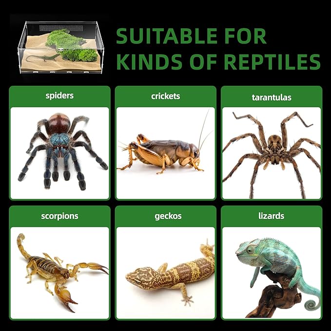 Micro Habitat Terrarium Enclosure, 6x11x16 inch Jumping Spider Enclosure with Locking Latch for Small Tree Dwelling Reptiles,Tarantula, Amphibians, Spiders,Invertebrates