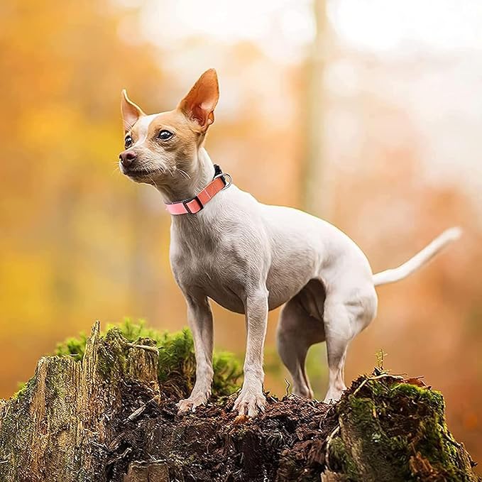 Roses&Poetry Reflective Dog Collar with Gradient Mistyrose, Adjustable Durable Pet Collars for Small Medium Large Dogs (Mistyrose-XS)