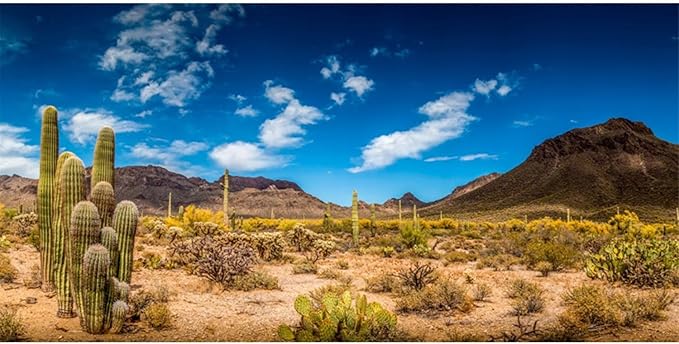 AWERT 36x24 inches Reptile Habitat Background Blue Sky Oasis Cactus Desert Terrarium Background Vinyl