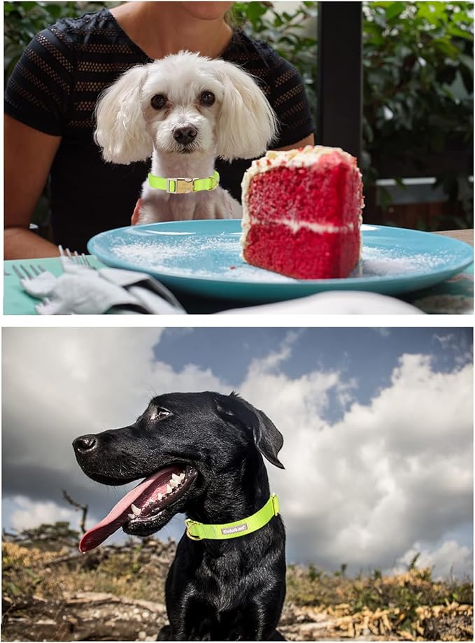 Nylon Dog Collar - Adjustable Fluorescent Green Soft Webbing Dog Collars for Small Medium Large Dogs Boy Girl Puppy Collar with Safety Metal Buckle XS