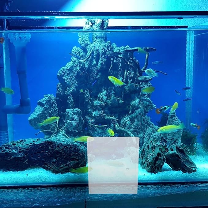 Kisangel Portable Fish Observation Container for Viewing Betta Aquariums Breeding Boxes and Small Fish Tanks Lightweight Versatile and Easy to Use