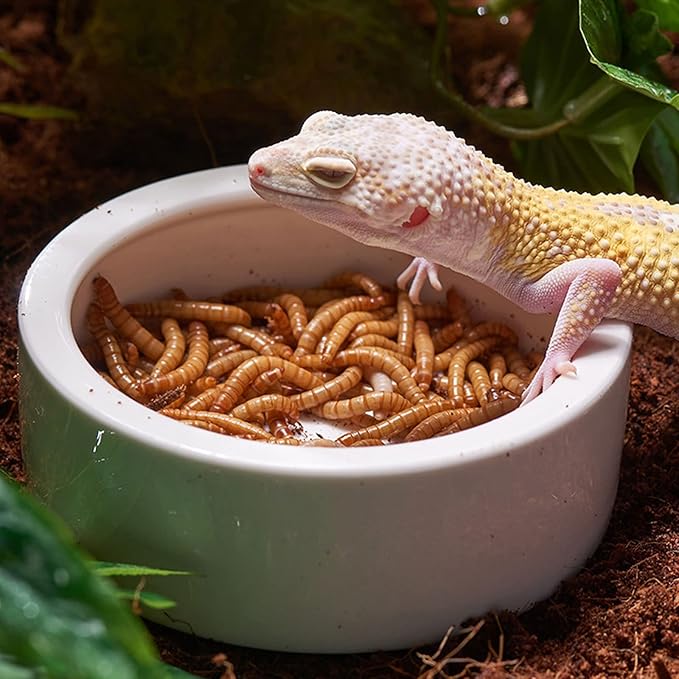 Reptile Food Water Bowl, 2 pcs Ceramics Worm Dish,Anti-Escape Reptile Water Feeder,Mealworm Bowl for Lizard Gecko Bearded Dragon, (S,M,L) (Medium)