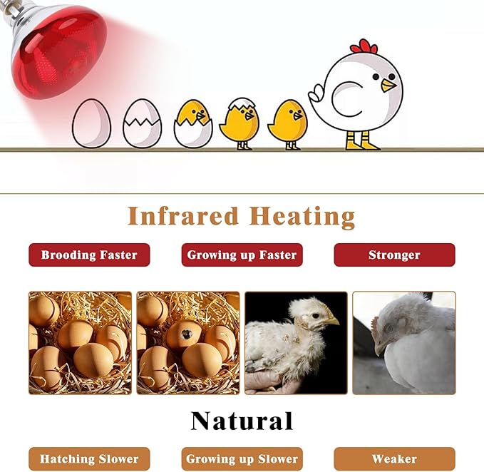 250W Red Heat Lamp Bulbs for Chicken,Infrared Flood Light Heat Lamp Bulb, Incandescent Light Heat Lamps for Chicks, Reptile, Pets, Par38 Glass E26 Base 2PCS