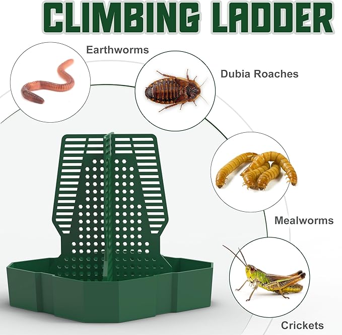Chameleon Feeding Bowl for Reptile Terrarium, Climbable Design for Reptile to Hunt, Suitable for Feeding Lizards, Bearded Dragons, Geckos, Guardians, Frogs, Green, Small