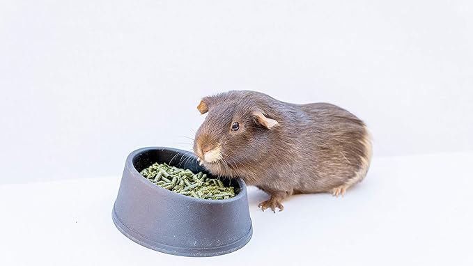 High Desert Alfalfa Hay Pellets for Guinea Pigs, Rabbits, and More Small Animal Pets (64oz Bag)