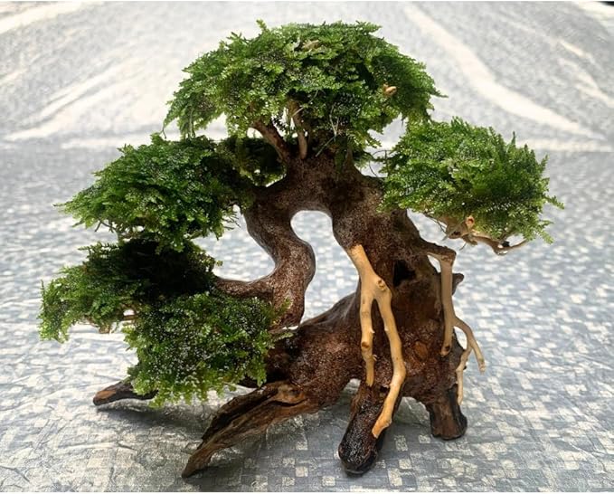 Bonsai Driftwood Aquarium Tree (8in H x 6in L), Handcrafted Fish Tank Decoration | Easy to Install Driftwood Bonsai for Fish Tank | Decor Aquascape Wood (Bonsai Tree On Rocks)