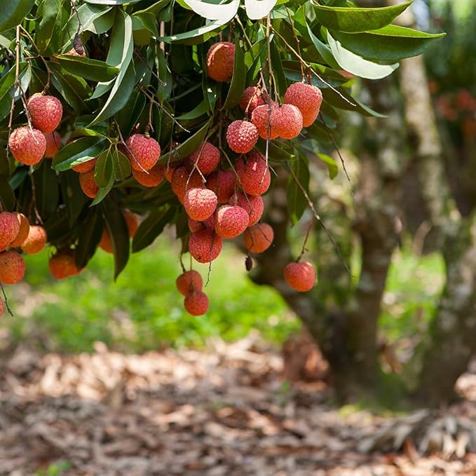 GARDENERA Premium Lychee Potting Soil Mix - Perfect Balance of Nutrients, Drainage, and Aeration for Thriving Lychee Trees - 1 Quart