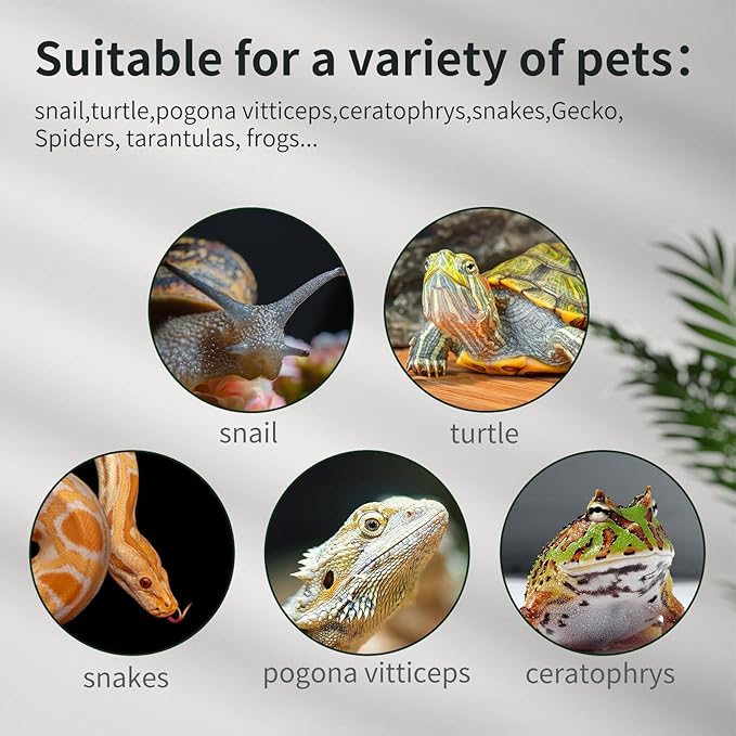 Reptile Glass Terrarium Tank 12"*8"*6",Small Cage Full View with Top Screen Ventilation Habitat Enclosure for Tarantula,Frog,Gecko,Insects,Spiders,Snakes,Hermit Crab,Turtle,Ball Python