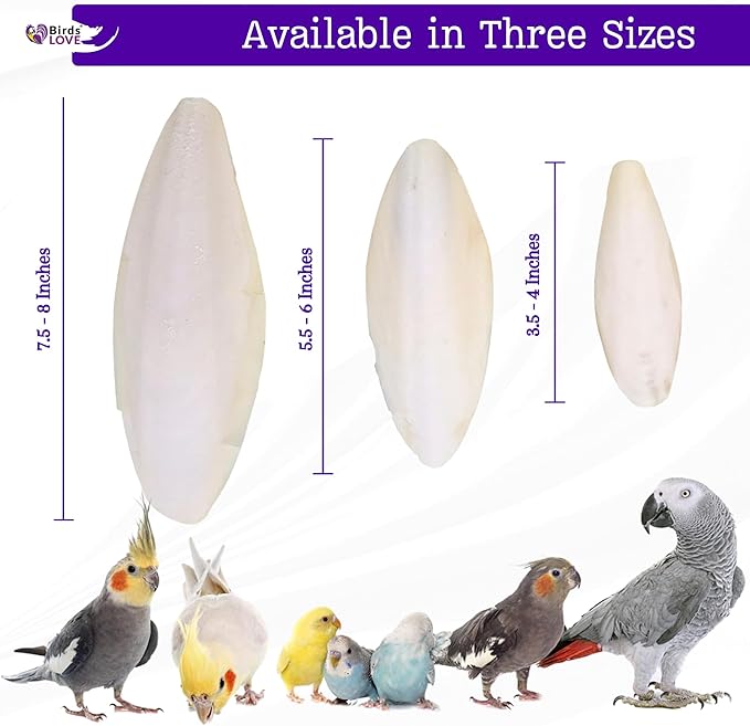 Birds LOVE Natural Cuttlebone for Birds & Reptiles – 100% Pure Sun-Dried Calcium Supplement – Supports Beak, Bone & Shell Strength – Safe Daily Use - 2 Pack with Holder, Size 3.5 to 4"