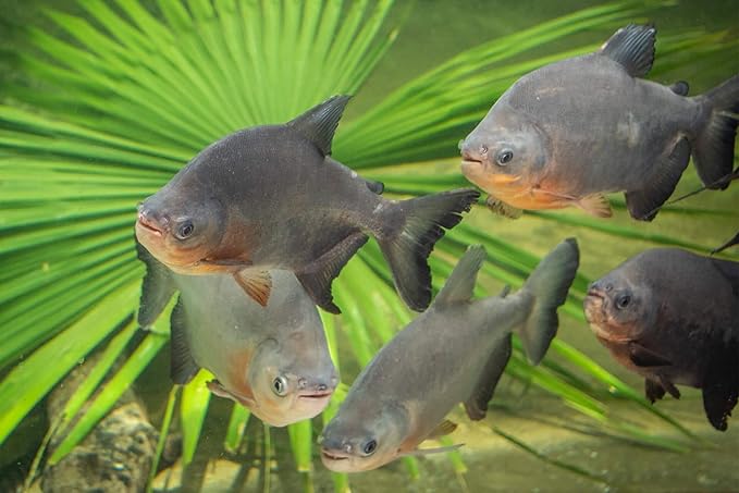 Aquatic Foods Inc. 5oz Red Shrimp 3/8" to 1/2" Freeze Dried Red Shrimp, Floating Shrimp for Cichlids, Large Fish, All Tropicals, Koi & Pond Fish, Rodents, Reptiles, Turtles 5.0oz Bag