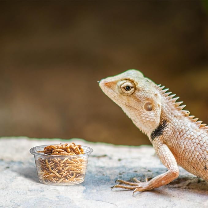 600PCS 0.5oz Gecko Food Cups | Durable Plastic Leak-Proof Reptile Feeder Cups - for Geckos, Lizards & Small Pets | Multi-Purpose for Terrarium Daily Feeding(0.5oz)