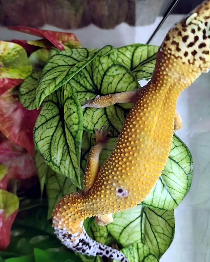 Reptile Plants for Terrarium Decor, Amphibian Habitat Decor, Reptile Tank Accessories, Artificial Hanging Plants with Suction Cup-2 Packs (Green Arrowhead)
