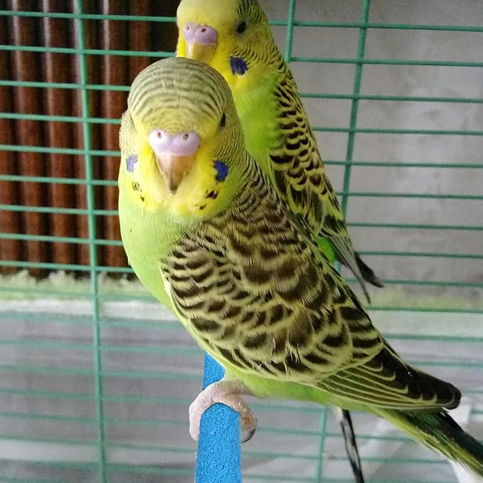 Parakeet Bird Perches for Cage, 2Pcs Wood Parrot Stand Cage Accessories Colorful Natural Wooden Stick Paw Grinding Rough-surfaced Chew for Parakeet Cockatiel Conure Budgies Lovebird (Random Color)