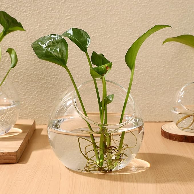 Toyvian 3pcs Terrarium Glass Bowls for Air Plants for Hydroponics Miniature Garden Desktop Containers for Home Office for Bromeliads