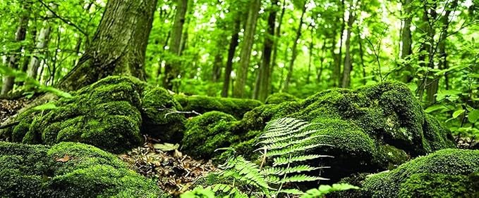Galápagos (05421) Terrarium Cling | Hi-Resolution Aquarium & Reptile Tank Backdrop | Static Vinyl Clings for Bearded Dragon, Gecko, Turtle, Snake, and Lizard Enclosures, 15" x 36", Forest