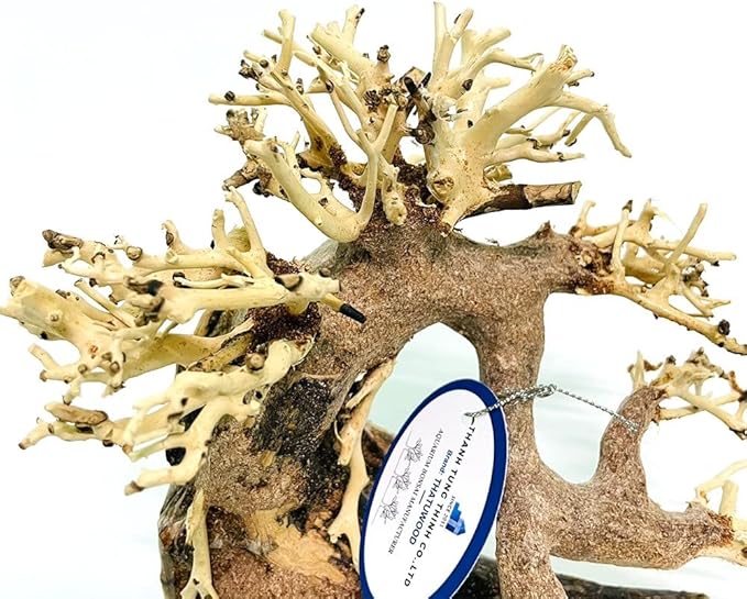 Bonsai Driftwood Aquarium Tree (8in H x 6in L), Handcrafted Fish Tank Decoration | Easy to Install Driftwood Bonsai for Fish Tank | Decor Aquascape Wood (Bonsai Tree)