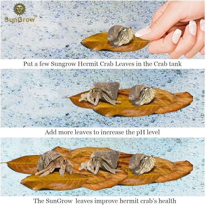 SunGrow 50 Pcs Hermit Crab Catappa Indian Almond Leaves, 2 inches Long, Mini Dried Leaves for Added Humidity, Delicious Crab Treat and Source of Cellulose
