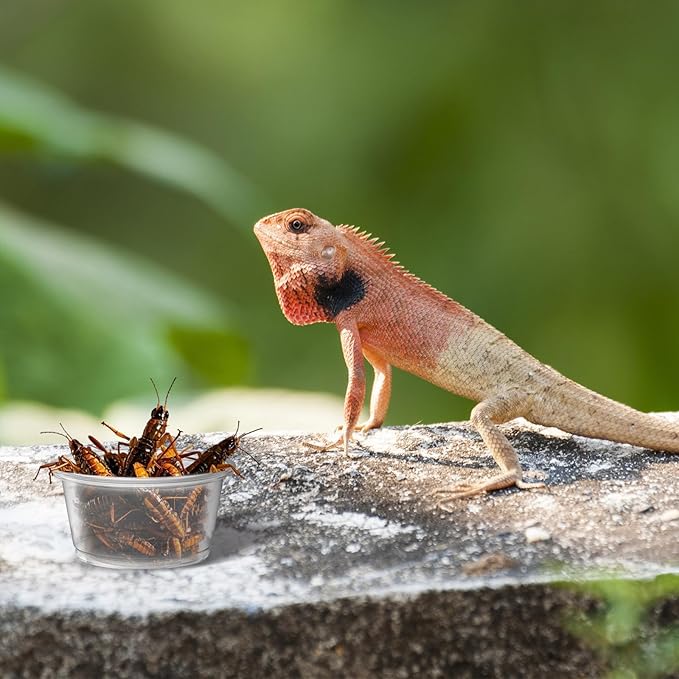 600PCS 0.5oz Gecko Food Cups | Durable Plastic Leak-Proof Reptile Feeder Cups - for Geckos, Lizards & Small Pets | Multi-Purpose for Terrarium Daily Feeding(0.5oz)